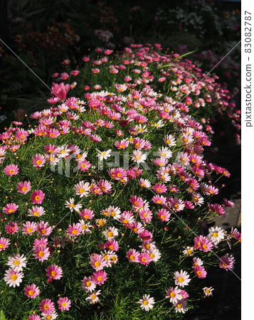 Yokohama Flower and Green Spring Fair 2021 (Nihon Odori, taken in April 2021 j 83082787