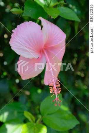 花 花 83082836