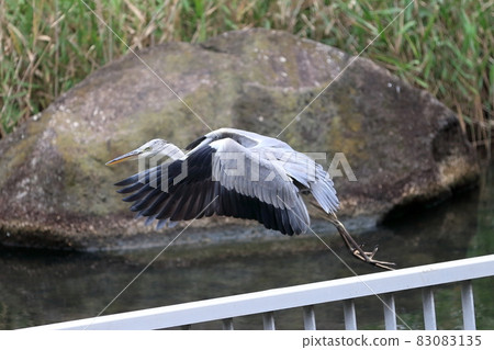 Gray heron 83083135