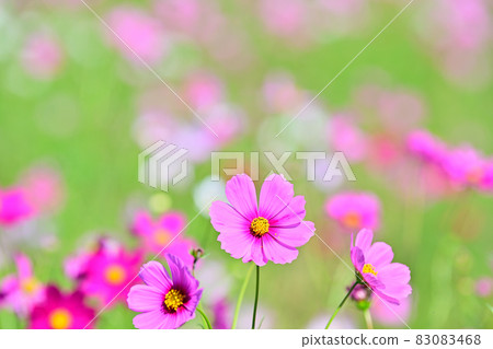 秋天的風景波斯菊花海 秋天的風景波斯菊花海 83083468