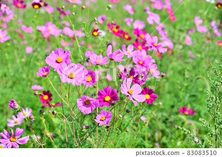 秋天的風景波斯菊花海 83083510