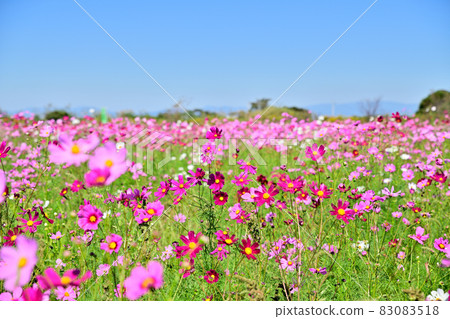 秋天的風景波斯菊花海 83083518