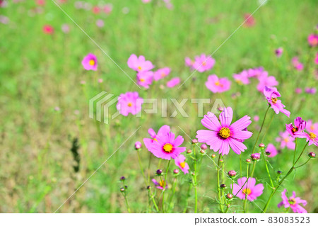 秋天的風景波斯菊花海 秋天的風景波斯菊花海 83083523