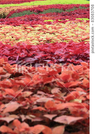 Coleus flower field Colorful Coleus Autumn Coleus field 83083708