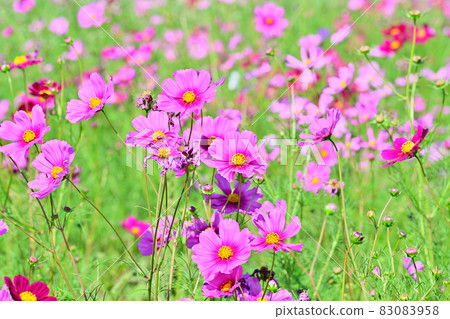 Autumn scenery cosmos flowers Autumn scenery cosmos flowers 83083958