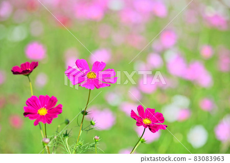 Autumn scenery cosmos flowers 83083963