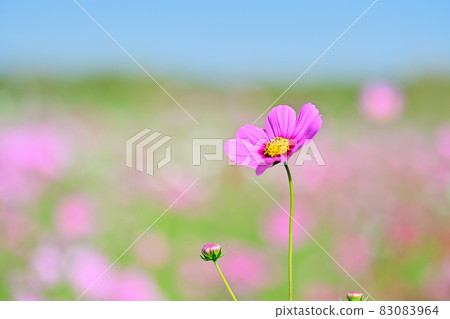 秋天的風景波斯菊花海 秋天的風景波斯菊花海 83083964