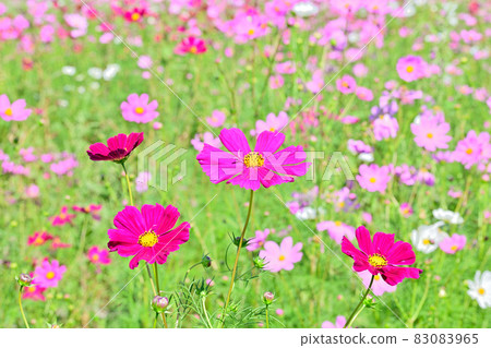 秋天的風景波斯菊花海 秋天的風景波斯菊花海 83083965