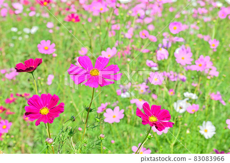 Autumn scenery cosmos flowers Autumn scenery cosmos flowers 83083966