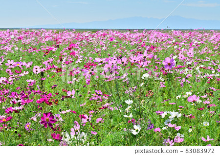 秋天的風景波斯菊花海 秋天的風景波斯菊花海 83083972