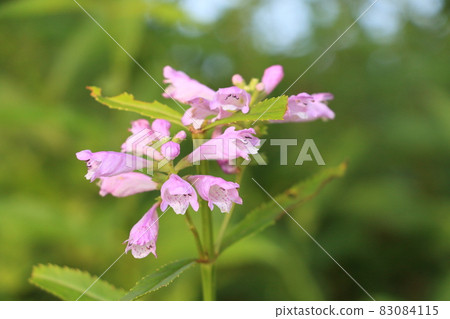 聽話的植物花,聽話的植物,野草 聽話的植物花,聽話的植物,野草 83084115