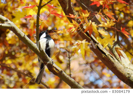 Great tit resting on red maple leaves 83084179