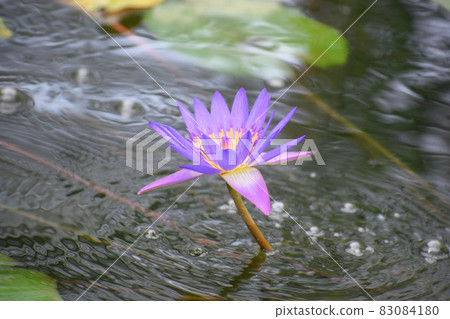 Tropical water lily "Tina" Tropical water lily "Tina" 83084180