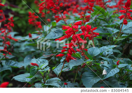 Salvia red flowers [green background] 83084545