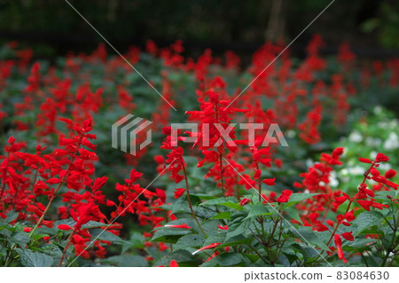 丹參紅花【綠底】 丹參紅花【綠底】 83084630