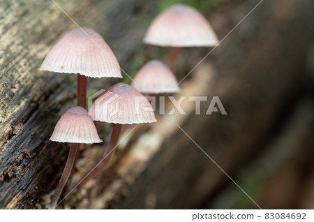 蘑菇組 蘑菇組 83084692