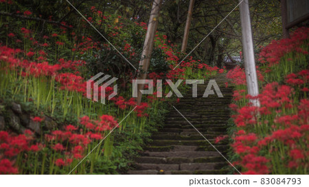 奈良縣佛龍寺群孤挺花 83084793