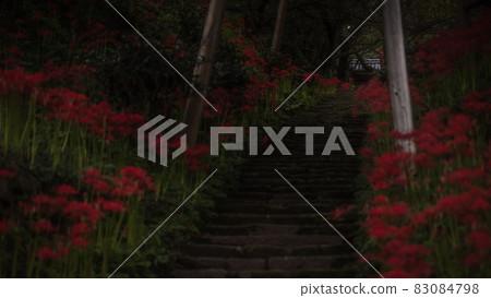 奈良縣佛龍寺群孤挺花 83084798