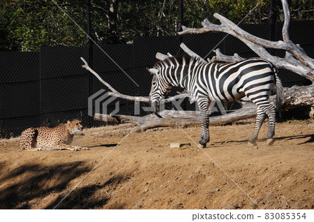 Zebras and cheetahs 83085354