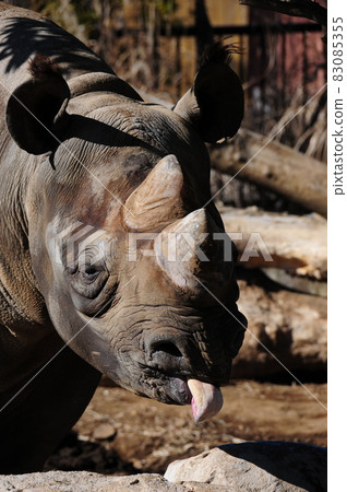 Rhinoceros sticking out tongue 83085355