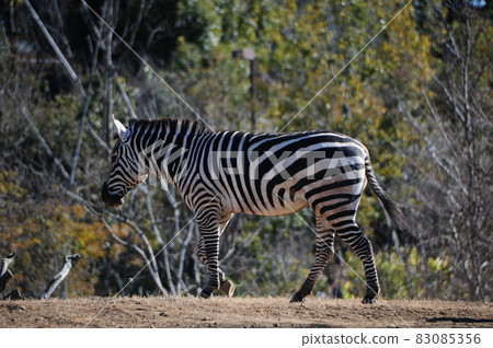 zebra  83085356