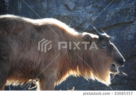 Golden Takin Golden Takin 83085357
