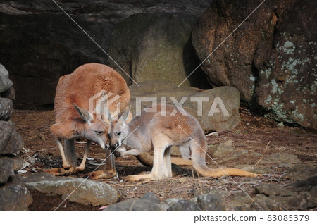 kangaroo family kangaroo family 83085379
