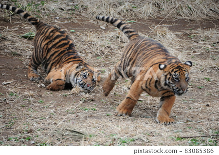Running tiger kid 83085386