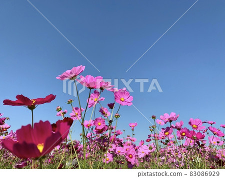 A cosmos field that shines against the blue sky (Kouda-cho, Nukata-gun, Aichi Prefecture) A cosmos field that shines against the blue sky (Kouda-cho, Nukata-gun, Aichi Prefecture) 83086929