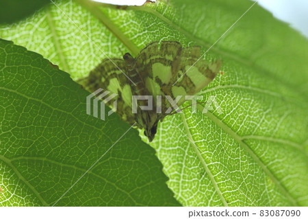 Creatures, insects, Palpita nigropunctata, about 25 mm wide. If you stop on the back of the leaf, it will be backlit. Creatures, insects, Palpita nigropunctata, about 25 mm wide. If you stop on the back of the leaf, it will be backlit. 83087090