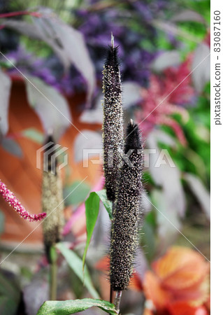 Millet Millet 83087160