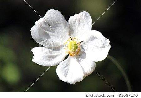 White single-flowered Japanese anemone 83087170