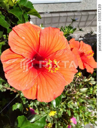 A station flower bed 83087189