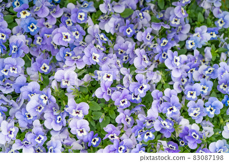 Pansy 83087198