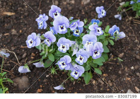 Pansy 83087199