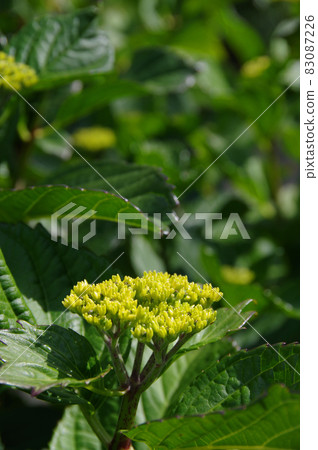 Fresh green and hydrangea buds in early summer Fresh green and hydrangea buds in early summer 83087226
