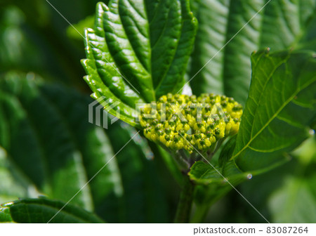 Fresh green and hydrangea buds in early summer 83087264