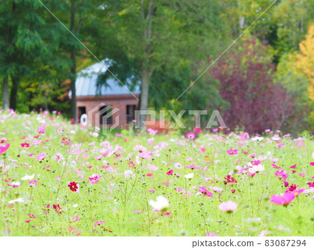 ak野鈴蘭丘陵公園的北海道宇宙景觀 83087294