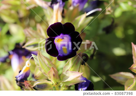 開花在秋天庭院裡的 torenia 美麗的花 開花在秋天庭院裡的 torenia 美麗的花 83087398