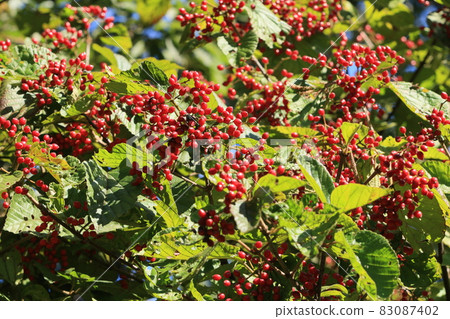 Dogwood fruit, red fruit Dogwood fruit, red fruit 83087402