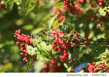Dogwood fruit, red fruit 83087403