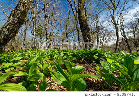 Young leaves and sprouting beech forest of Veratrum oxyseum on the Tanzawa / Nabewari mountain ridge 83087413