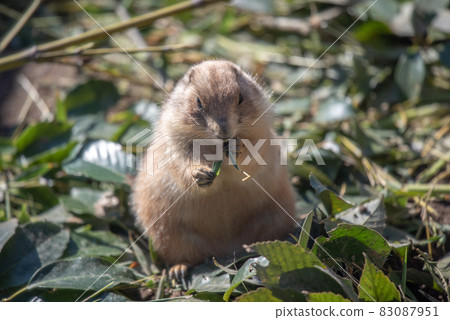 Animal garden 83087951