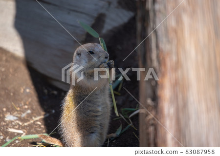 Animal garden Animal garden 83087958
