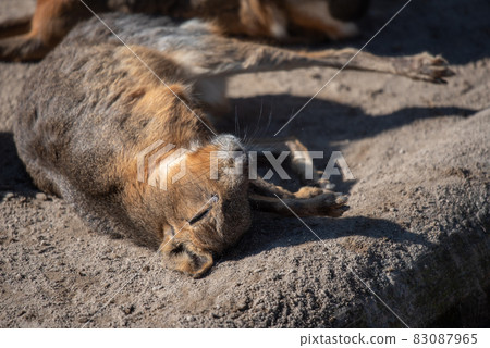 Animal garden Animal garden 83087965