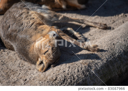 Animal garden Animal garden 83087966