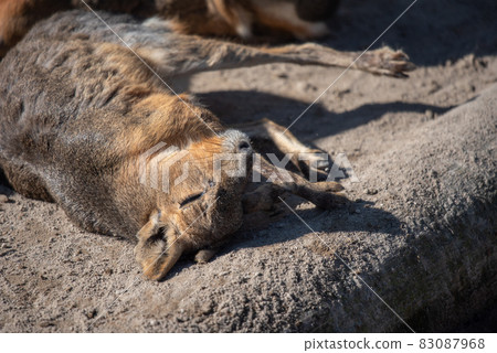 Animal garden Animal garden 83087968