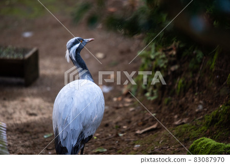 Animal garden Animal garden 83087970