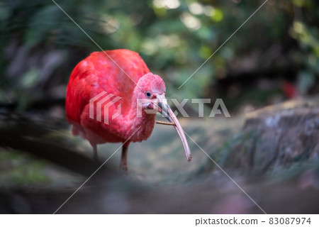 Animal garden Animal garden 83087974