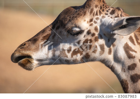 Animal garden 83087983